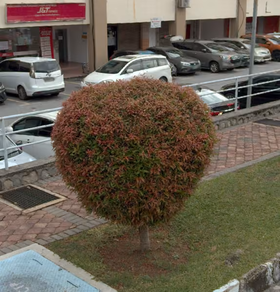 tree photo