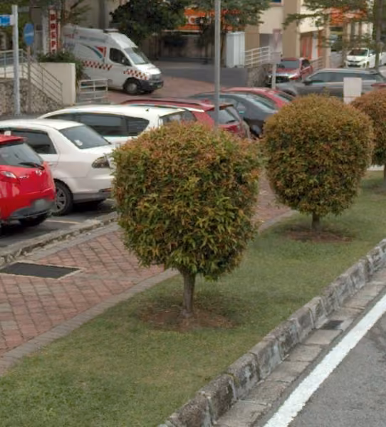 tree photo