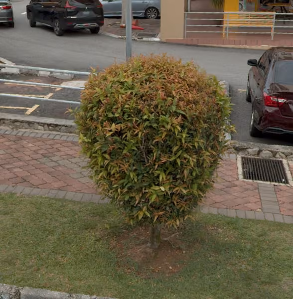 tree photo