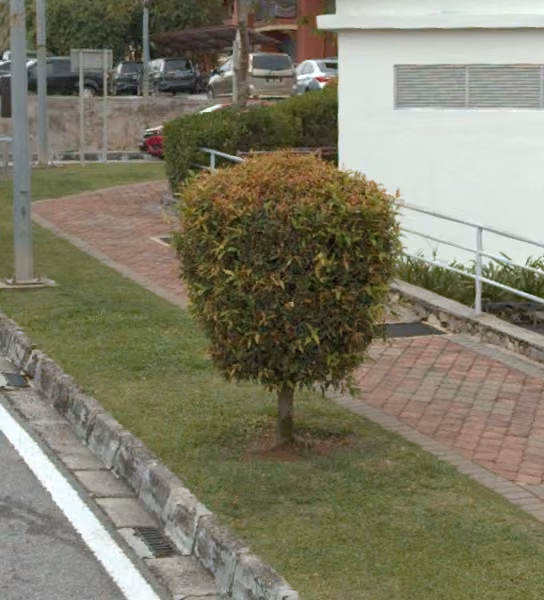 tree photo