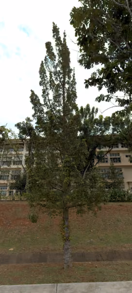 tree photo