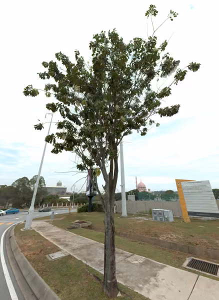 tree photo
