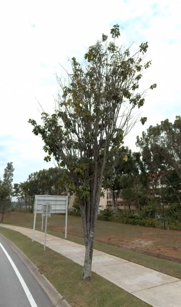 tree photo
