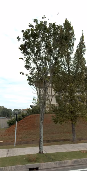 tree photo