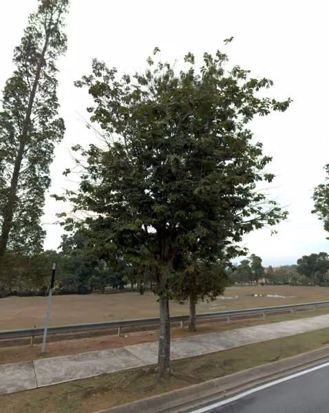 tree photo