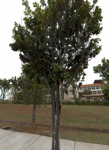 tree photo