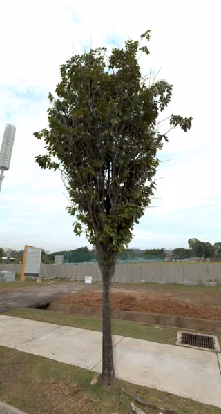 tree photo