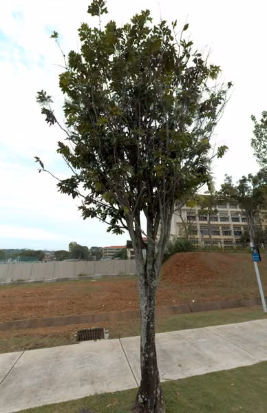 tree photo