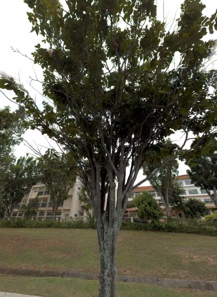 tree photo