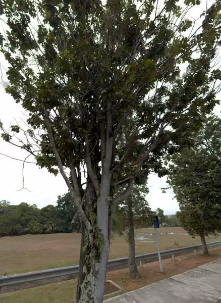 tree photo