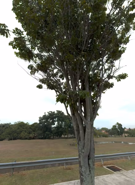 tree photo