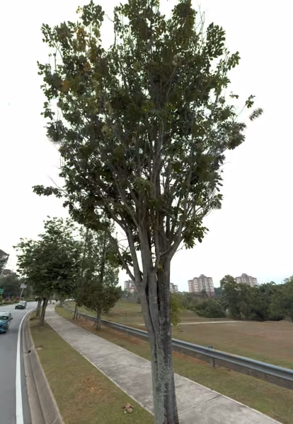 tree photo