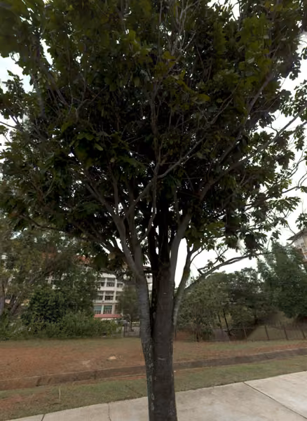 tree photo