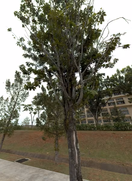 tree photo