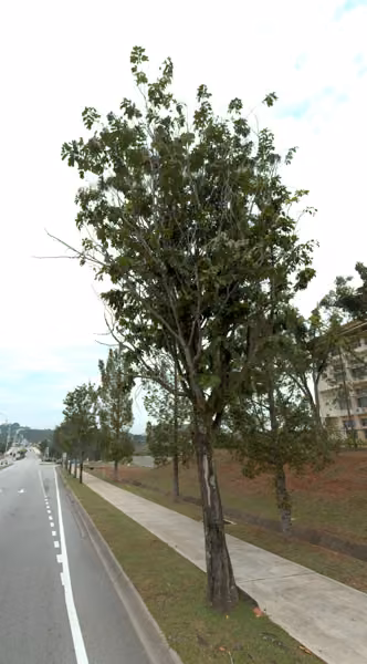 tree photo