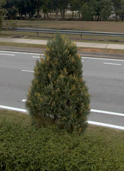 tree photo