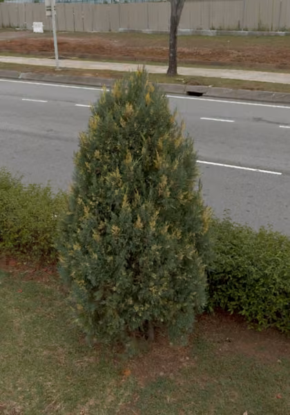 tree photo