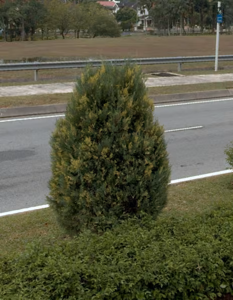 tree photo