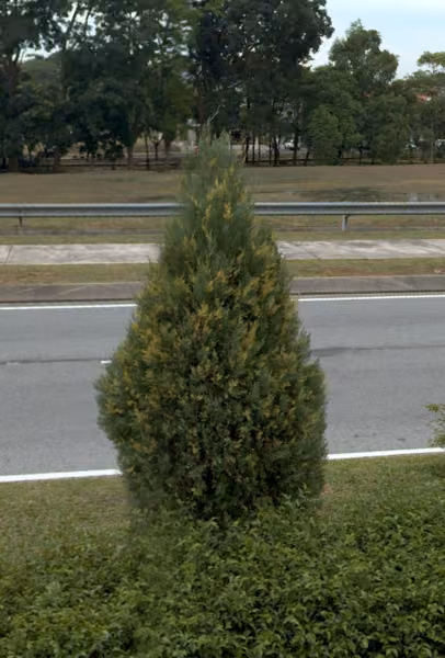tree photo