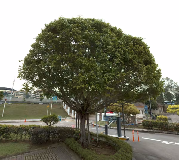 tree photo