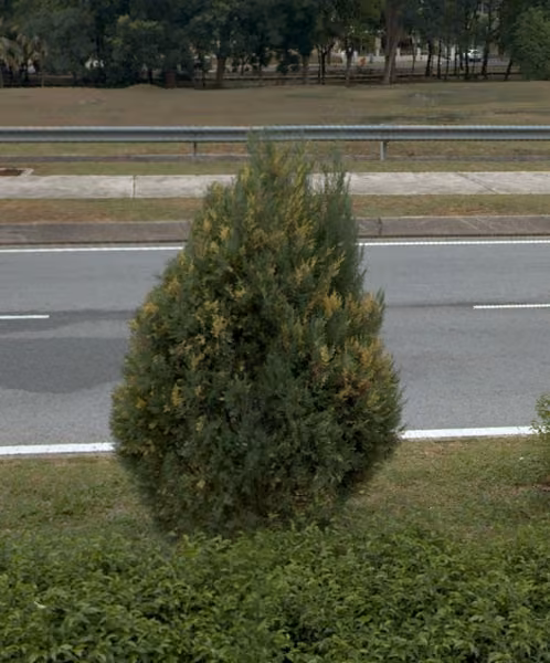 tree photo