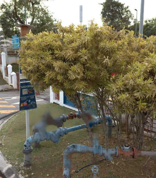 tree photo