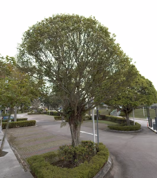 tree photo