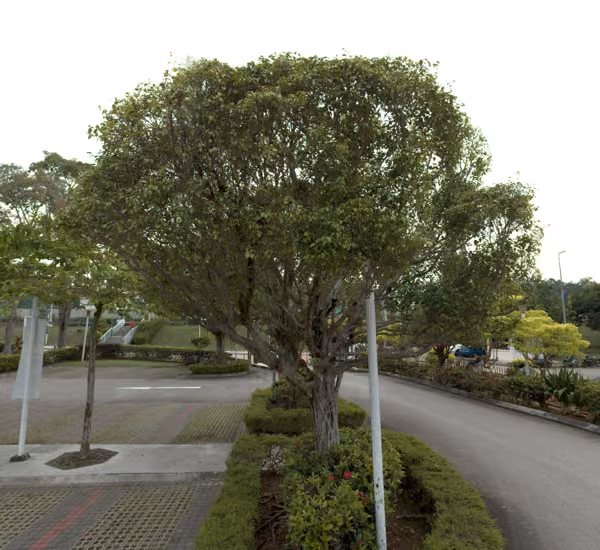 tree photo