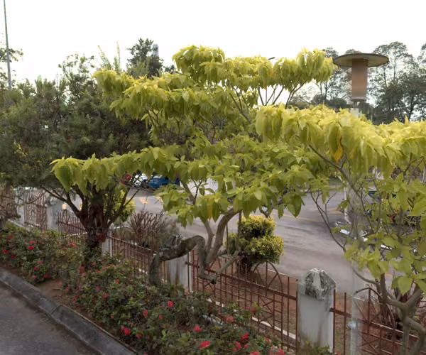 tree photo