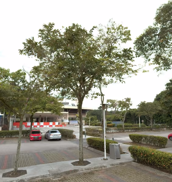 tree photo