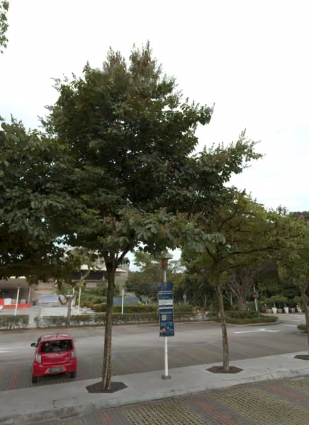 tree photo