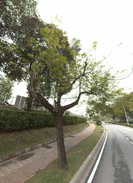 tree photo
