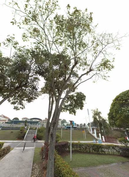 tree photo