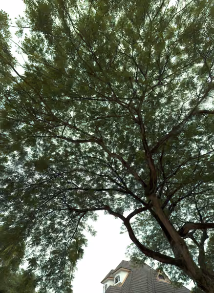 tree photo
