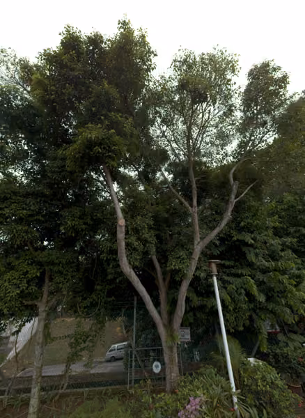 tree photo