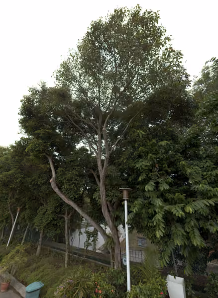 tree photo