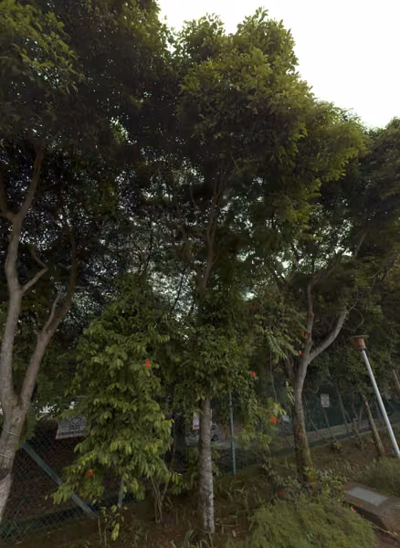 tree photo