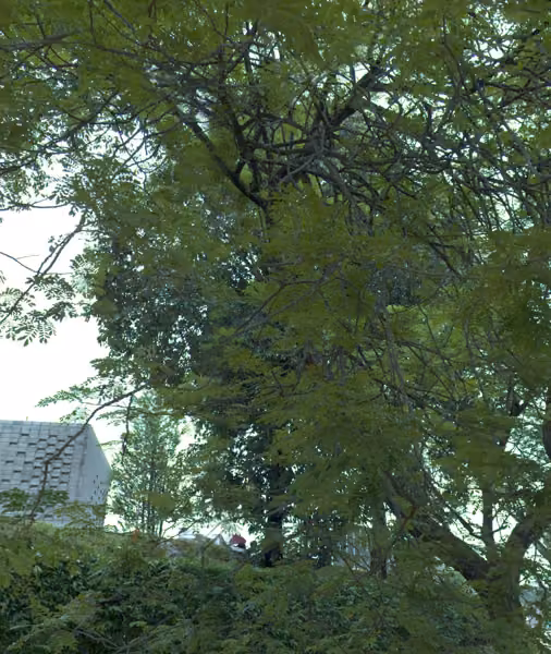 tree photo