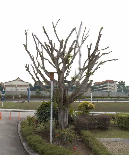 tree photo