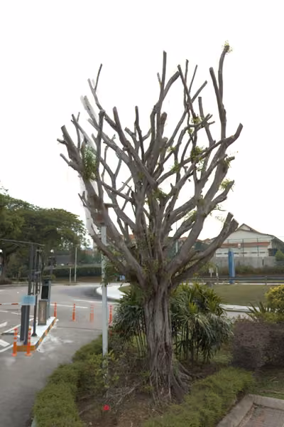 tree photo