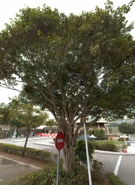 tree photo