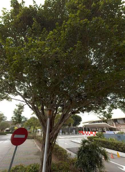 tree photo
