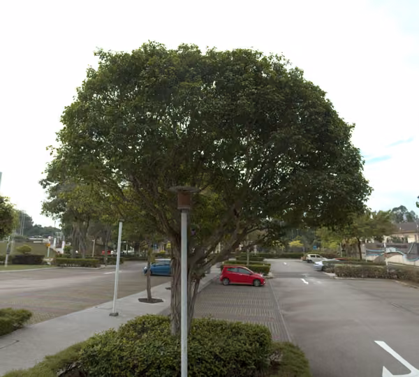 tree photo