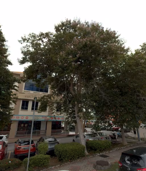 tree photo