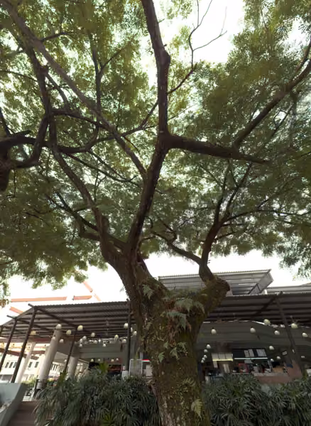 tree photo