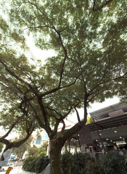 tree photo