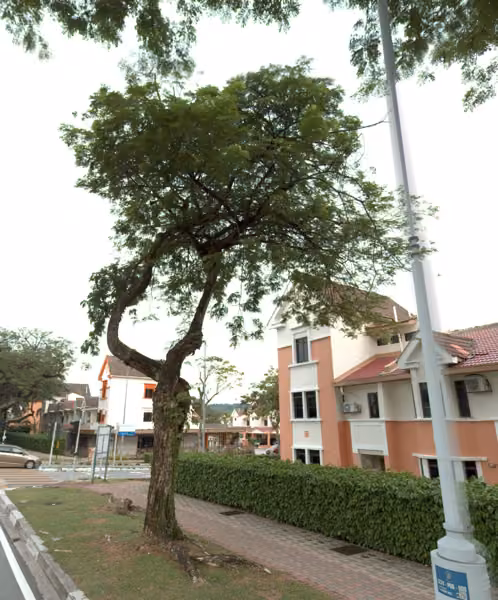 tree photo