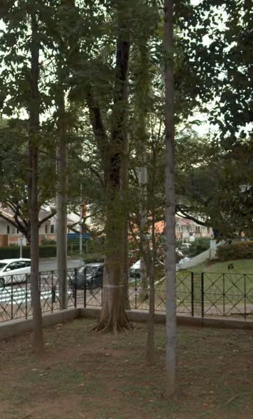 tree photo