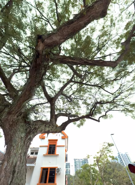 tree photo