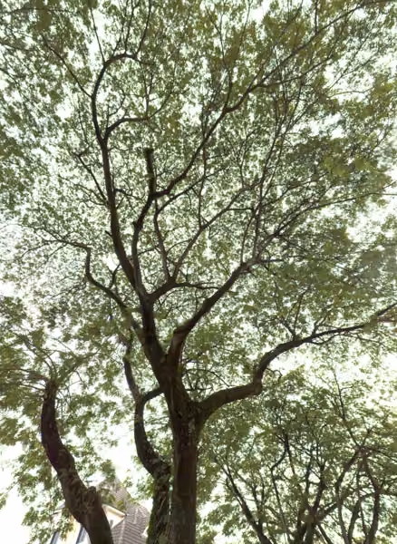 tree photo